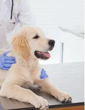 Animal Healthcare Market Analysis North America, Europe, Asia, Rest of World (ROW) - US, Germany, UK, France, China - Size and Forecast 2024-2028