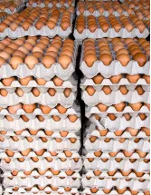 Egg Tray Market Analysis APAC, North America, Europe, South America, Middle East and Africa - China, US, India, Mexico, Brazil - Size and Forecast 2024-2028