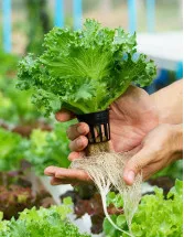 Hydroponics Technologies Market Analysis Europe, APAC, North America, South America, Middle East and Africa - US, The Netherlands, Japan, China, Canada - Size and Forecast 2024-2028