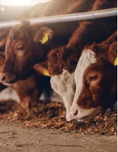 Livestock Feeding Systems Market Analysis Europe, North America, APAC, South America, Middle East and Africa - US, Germany, The Netherlands, Australia, UK - Size and Forecast 2024-2028