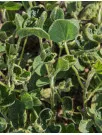 Dicamba Herbicide Market Analysis Europe, APAC, North America, South America, Middle East and Africa - US, China, Belgium, UK, Austria - Size and Forecast 2024-2028