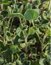 Dicamba Herbicide Market Analysis Europe, APAC, North America, South America, Middle East and Africa - US, China, Belgium, UK, Austria - Size and Forecast 2024-2028