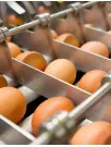 Egg Processing Equipment Market Analysis North America, Europe, APAC, South America, Middle East and Africa - US, China, France, Canada, Japan - Size and Forecast 2024-2028