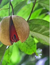 Tree Nuts Market Analysis APAC, Europe, North America, Middle East and Africa, South America - US, China, Germany, India, Spain - Size and Forecast 2024-2028