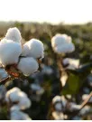 Cotton Market Analysis APAC, Middle East and Africa, North America, South America, Europe - Pakistan, India, Bangladesh, China, US, Turkey, Canada, Germany, UK, France - Size and Forecast 2025-2029