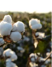 Cotton Market Analysis APAC, Middle East and Africa, North America, South America, Europe - China, India, Pakistan, Bangladesh, Turkey - Size and Forecast 2024-2028