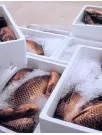 Fish Box Market Analysis APAC, Europe, North America, Middle East and Africa, South America - China, Spain, US, Indonesia, India - Size and Forecast 2024-2028