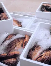 Fish Box Market Analysis APAC, Europe, North America, Middle East and Africa, South America - China, Spain, US, Indonesia, India - Size and Forecast 2024-2028