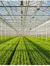 Indoor Farming Technologies Market Analysis Europe, APAC, North America, South America, Middle East and Africa - US, The Netherlands, Japan, China, Canada - Size and Forecast 2024-2028