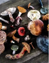 Medicinal Mushrooms Market Analysis APAC, North America, Europe, South America, Middle East and Africa - US, China, Japan, Germany, Canada - Size and Forecast 2024-2028