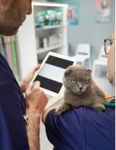 Veterinary Software Market Analysis North America, Europe, APAC, Middle East and Africa, South America - US, Germany, UK, France, China - Size and Forecast 2024-2028
