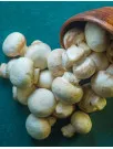 Mushroom Market Analysis Europe, APAC, North America, South America, Middle East and Africa - China, US, The Netherlands, Japan, Canada - Size and Forecast 2024-2028