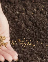 Seed Market in Colombia by Product and Crop Type - Forecast and Analysis 2022-2026