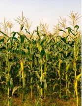 Maize Market Analysis North America, APAC, South America, Europe, Middle East and Africa - US, China, Brazil, Argentina, Ukraine - Size and Forecast 2024-2028