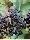 US Elderberry Market Analysis - Size and Forecast 2024-2028