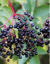 US Elderberry Market Analysis - Size and Forecast 2024-2028