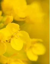 Rapeseed Oil Market Analysis APAC, Europe, North America, South America, Middle East and Africa - China, US, Germany, India, UK - Size and Forecast 2024-2028