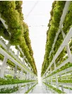 Vertical Farming Technologies Market Analysis Europe, APAC, North America, South America, Middle East and Africa - US, The Netherlands, Japan, China, Canada - Size and Forecast 2024-2028