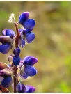 Lupin Market Analysis APAC, Europe, North America, Middle East and Africa, South America - Australia, US, China, UK, Japan - Size and Forecast 2024-2028