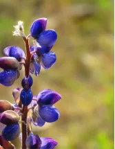 Lupin Market Analysis APAC, Europe, North America, Middle East and Africa, South America - Australia, US, China, UK, Japan - Size and Forecast 2024-2028