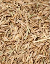 Forage Seed Market Analysis France - Size and Forecast 2024-2028