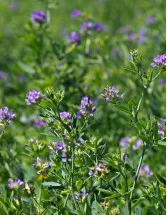 Alfalfa Market by Product and Geography - Forecast and Analysis 2022-2026