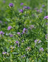 Alfalfa Market Analysis North America, APAC, Europe, South America, Middle East and Africa - US, China, Japan, Canada, Germany, UK, India, South Korea, France, Italy - Size and Forecast 2024-2028