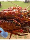 Lobster Market Analysis North America, Europe, APAC, Middle East and Africa, South America - US, China, Germany, Canada, France, Japan - Size and Forecast 2024-2028