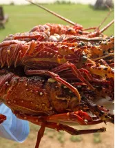 Lobster Market Analysis North America, Europe, APAC, Middle East and Africa, South America - US, China, Germany, Canada, France, Japan - Size and Forecast 2024-2028