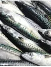 Mackerel Market Analysis APAC, Europe, North America, South America, Middle East and Africa - Japan, US, UK, China, Norway, Russia, Canada, India, South Korea, Germany - Size and Forecast 2024-2028