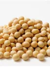 Organic Soy Protein Market Analysis North America, Europe, APAC, South America, Middle East and Africa - US, Germany, UK, China, Japan, Canada, France, India, South Korea, Italy - Size and Forecast 2024-2028