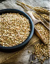 Wheat Protein Market Analysis North America, Europe, APAC, South America, Middle East and Africa - US, China, India, France, Russia - Size and Forecast 2024-2028