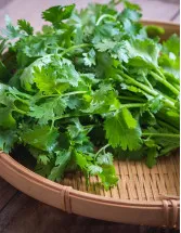 Coriander Oil Market Analysis Europe, North America, APAC, South America, Middle East and Africa - US, France, UK, Japan, China - Size and Forecast 2024-2028