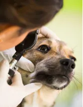 Veterinary Eye Care Market Analysis North America, Europe, Asia, Rest of World (ROW) - US, Germany, UK, China, Japan - Size and Forecast 2024-2028