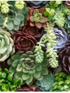 Succulent Plant Market Analysis North America, APAC, Europe, Middle East and Africa, South America - US, Canada, China, Germany, France - Size and Forecast 2024-2028