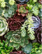 Succulent Plant Market Analysis North America, APAC, Europe, Middle East and Africa, South America - US, Canada, China, Germany, France - Size and Forecast 2024-2028