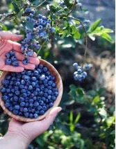 Blueberry Market Analysis North America, Europe, APAC, South America, Middle East and Africa - US, Canada, Germany, France, China, Italy, Spain, Japan, UK, South Korea - Size and Forecast 2025-2029