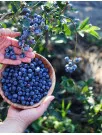 Blueberry Market Analysis North America, Europe, APAC, South America, Middle East and Africa - US, Canada, Germany, France, China, Italy, Spain, Japan, UK, South Korea - Size and Forecast 2025-2029