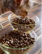 France Pet Food Market by Product and Type - Forecast and Analysis 2024-2028