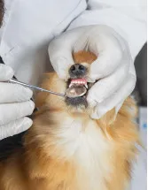 Pet Dental Health Market Analysis North America, Europe, APAC, South America, Middle East and Africa - US, China, Germany, Canada, UK - Size and Forecast 2024-2028