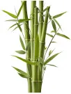 Bamboos Market Analysis APAC, North America, Europe, Middle East and Africa, South America - China, US, Germany, India, UK - Size and Forecast 2024-2028