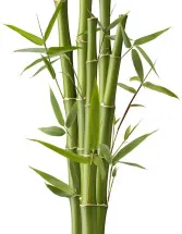 Bamboos Market Analysis APAC, North America, Europe, Middle East and Africa, South America - China, US, Germany, India, UK - Size and Forecast 2024-2028