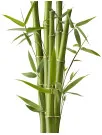 Bamboos Market Analysis APAC, North America, Europe, Middle East and Africa, South America - US, China, India, Germany, UK - Size and Forecast 2023-2027