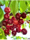 Fresh Cherries Market Analysis APAC, Europe, North America, Middle East and Africa, South America - China, US, Germany, India, Canada - Size and Forecast 2024-2028