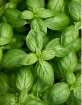 Basil Leaves Market by Type, End-User and Geography - Forecast and Analysis 2023-2027