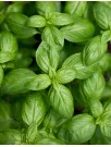 Basil Leaves Market Analysis Europe, North America, APAC, South America, Middle East and Africa - US, Germany, China, France, Canada - Size and Forecast 2024-2028