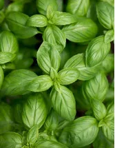 Basil Leaves Market Analysis Europe, North America, APAC, South America, Middle East and Africa - US, Germany, China, France, Canada - Size and Forecast 2024-2028