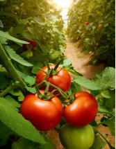 Tomato Market Analysis APAC, North America, Europe, South America, Middle East and Africa - China, US, India, Indonesia, Spain - Size and Forecast 2024-2028