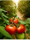 Tomato Market Analysis APAC, North America, Europe, Middle East and Africa, South America - China, US, India, Indonesia, Spain, Japan, Germany, UK, Brazil, France - Size and Forecast 2025-2029