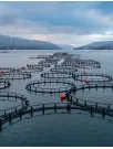 Aquaculture Market Analysis China - Size and Forecast 2024-2028